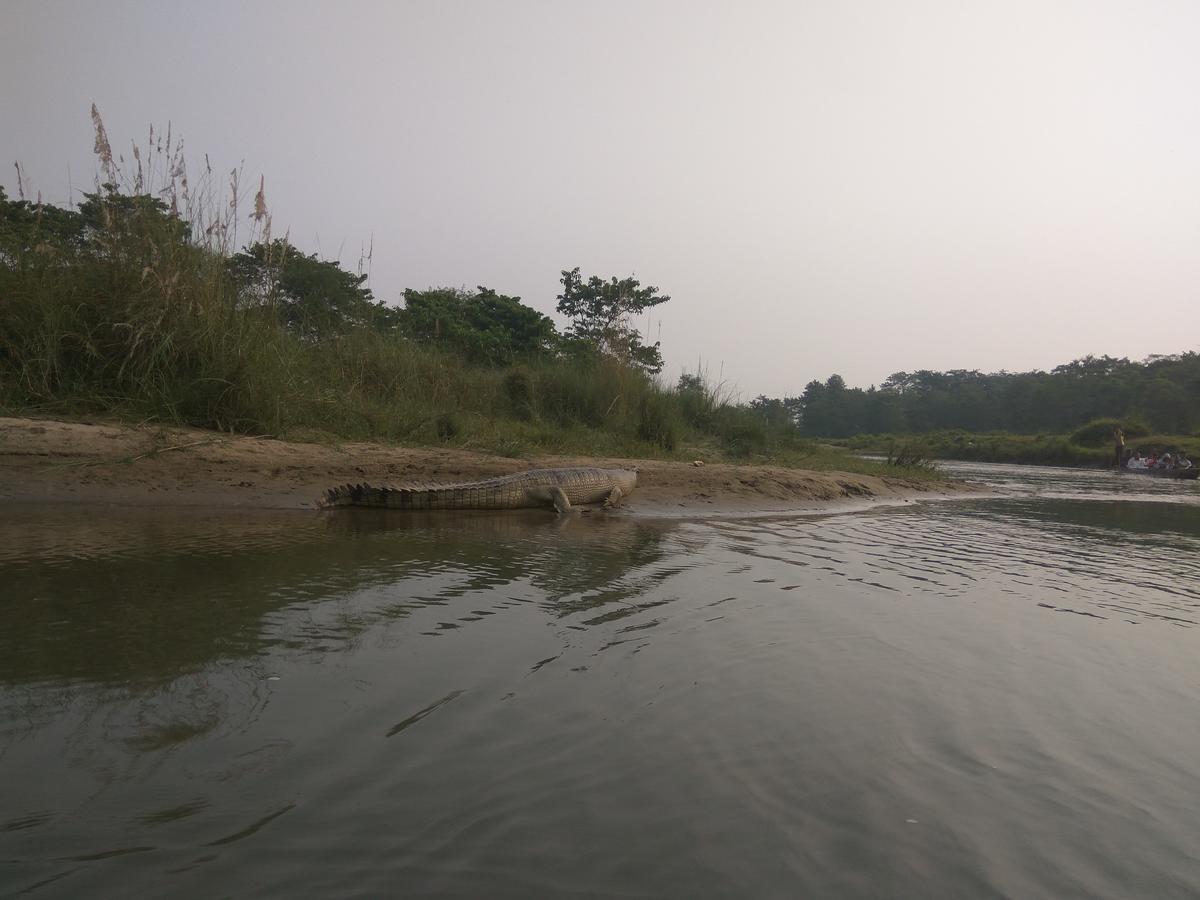 Hotel Tree Tops Sauraha Esterno foto