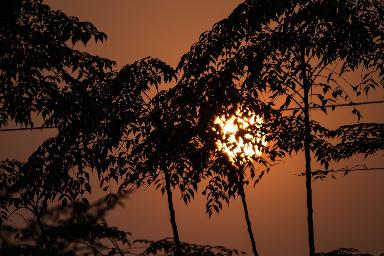 Hotel Tree Tops Sauraha Esterno foto